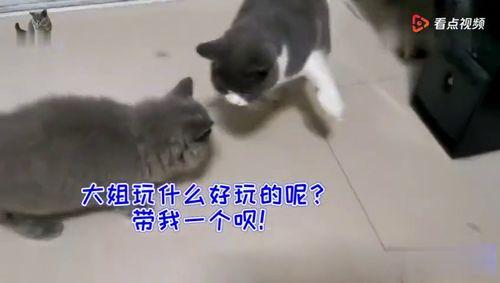 看猫咪吵架的吃瓜群众,吃瓜群众围观喵星人大戏