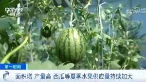 吃瓜群众围观吃瓜王生活,揭秘吃瓜王的生活点滴