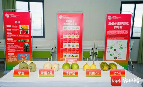 吃瓜群众队名,揭秘娱乐圈背后的那些事儿