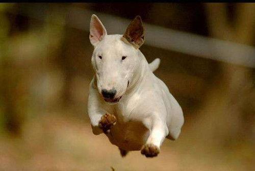 吃瓜群众牛头梗视频,萌宠视角下的趣味生活瞬间