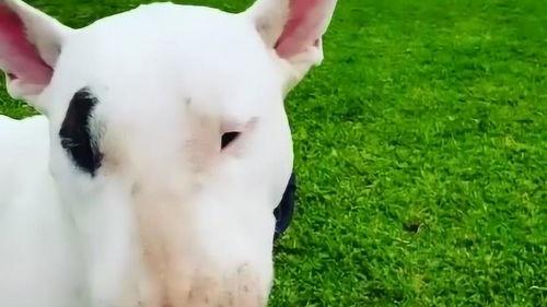 吃瓜群众牛头梗视频,萌宠视角下的趣味生活瞬间