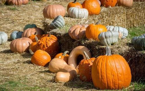 喜欢吃藕的吃瓜群众,揭秘爱吃藕的吃瓜群众背后的故事