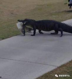 吃瓜群众鳄鱼视频大全,趣味横生的动物世界瞬间